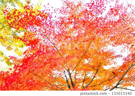 Autumn leaves in Oida no Sato Park, Tokamachi City, Niigata Prefecture 133015340