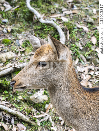 A deer standing in the silence of the forest 133015817