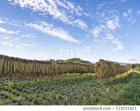 The autumn wind blows through the rice rack road The autumn wind blows through the rice rack road 133015821