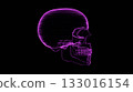 skull, the cranium, the skull 133016154