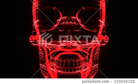 skull, the cranium, the skull 133016158