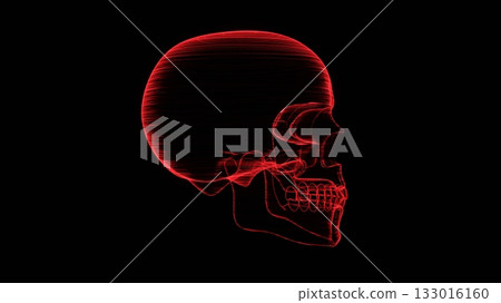 頭蓋骨 頭顱骨 線框 133016160
