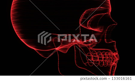 頭蓋骨 頭顱骨 線框 133016161