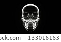 skull, the cranium, the skull 133016163