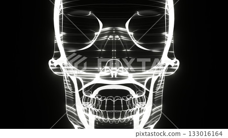 頭蓋骨 頭顱骨 線框 133016164