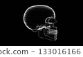 skull, the cranium, the skull 133016166