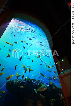 登別海洋公園尼克斯水晶塔 登別海洋公園尼克斯水晶塔 133016436