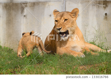 Mother lion watching over her cub Mother lion watching over her cub 133016766