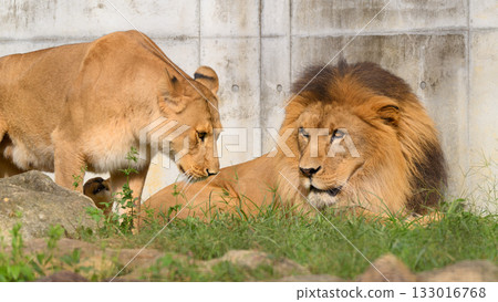 一對凝視的獅子 133016768
