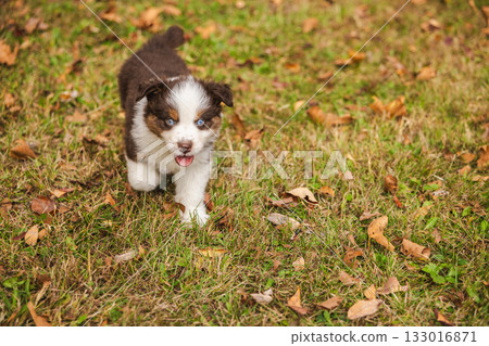 Australian Shepherd puppy with blue eyes walking on green grass among autumn leaves, happy brown and white fluffy dog outdoors in sunlight 133016871