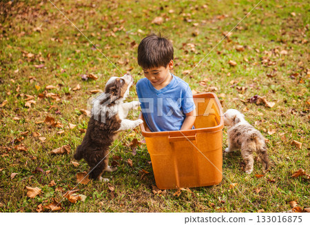 Little boy sitting in an orange plastic box on grass as Australian Shepherd puppies play around him, joyful outdoor moment in autumn park 133016875
