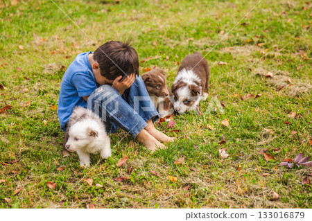 Little boy sitting on grass covering his face surrounded by three Australian Shepherd puppies, playful scene of friendship between child and pets outdoors in autumn Little boy sitting on grass covering his face surrounded by three Australian Shepherd puppies, playful scene of friendship between child and pets outdoors in autumn 133016879