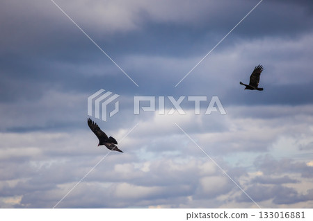Two turkey vultures flying under a cloudy sky, wings spread wide as they glide effortlessly through the air on a moody afternoon. 133016881