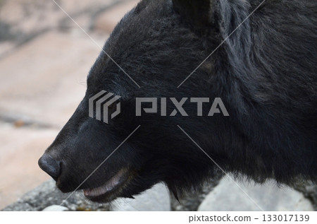 Asian black bears Asian black bears 133017139
