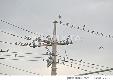 許多椋鳥聚集在電線上 許多椋鳥聚集在電線上 133017729