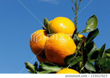 橘子在藍天的襯托下閃閃發光 133017825