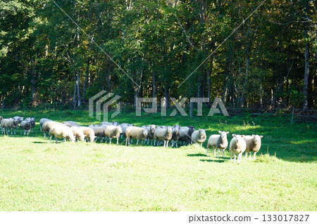 羊群安靜地吃草 羊群安靜地吃草 133017827