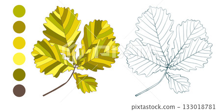 Set of hand-drawn gold colored oak autumn leaves isolated on white background. Flat and line styles coloring page illustration. Set of hand-drawn gold colored oak autumn leaves isolated on white background. Flat and line styles coloring page illustration. 133018781
