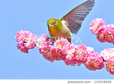 White-eye striking a pose after running for office - election image White-eye striking a pose after running for office - election image 133018930