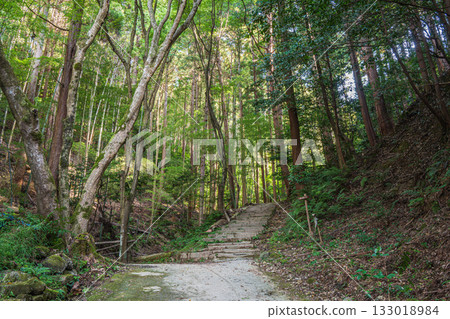 Kyoto Higashiyama Forest Scenery, Kyoto Loop Trail, Kyoto City Kyoto Higashiyama Forest Scenery, Kyoto Loop Trail, Kyoto City 133018984