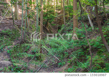 Forest scenery in Higashiyama, Kyoto, Kyoto City Forest scenery in Higashiyama, Kyoto, Kyoto City 133018987