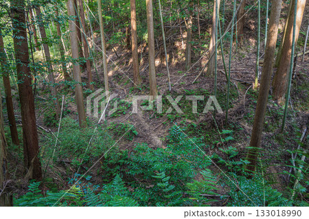 京都東山森林景色 133018990