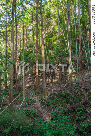 京都東山森林景色 133018991