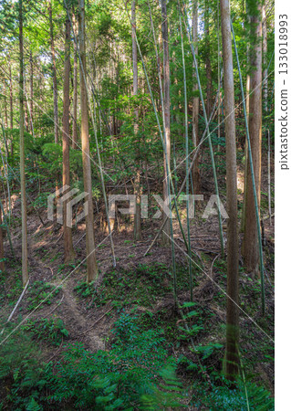 京都東山森林景色 133018993