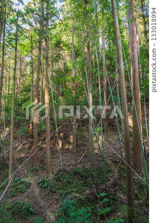 京都東山森林景色 133018994