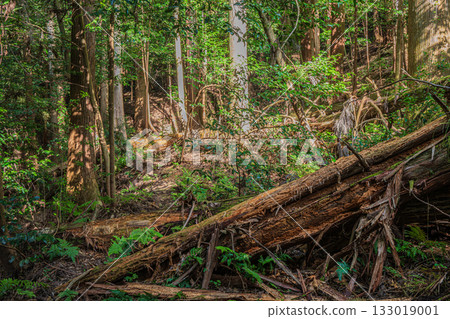 京都東山森林景色 133019001