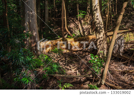 京都東山森林景色 京都東山森林景色 133019002