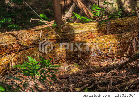 Forest scenery in Higashiyama, Kyoto, rotten trees lying in the mountains, Kyoto City Forest scenery in Higashiyama, Kyoto, rotten trees lying in the mountains, Kyoto City 133019004