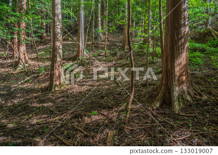 Forest scenery in Higashiyama, Kyoto, Kyoto City 133019007