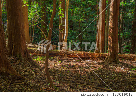 京都東山森林景色，山上倒伏著腐朽的樹木，京都市 133019012
