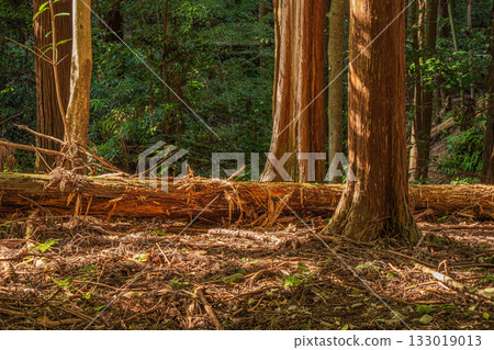 京都東山森林景色，山上倒伏著腐朽的樹木，京都市 133019013