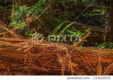京都東山森林景色,山上倒伏著腐朽的樹木,京都市 京都東山森林景色,山上倒伏著腐朽的樹木,京都市 133019016