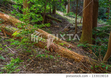 Forest scenery in Higashiyama, Kyoto, rotten trees lying in the mountains, Kyoto City 133019018