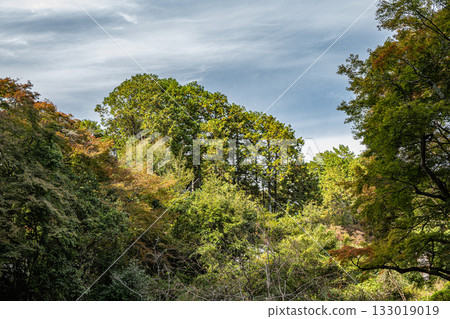 京都東山森林景色 133019019
