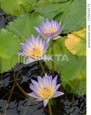三朵睡蓮漂浮在水面上 三朵睡蓮漂浮在水面上 133019173