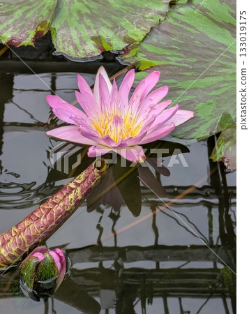 Water lily reflection on water surface 133019175