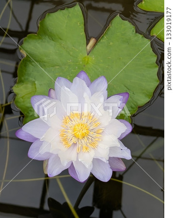 浮在水面上的睡蓮花 浮在水面上的睡蓮花 133019177