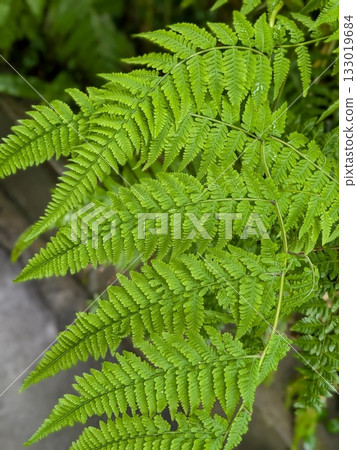 Frost on a fern leaf Frost on a fern leaf 133019684