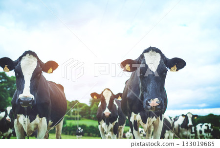 Nature, agriculture and cows on sustainable farm walking and eating grass on an agro field. Ranch, livestock and herd of cattle animals in dairy, eco friendly and farming environment in countryside. Nature, agriculture and cows on sustainable farm walking and eating grass on an agro field. Ranch, livestock and herd of cattle animals in dairy, eco friendly and farming environment in countryside. 133019685