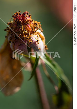 The end of the rose 133019898