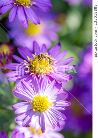 紫色的花朵和蜜蜂 133019899