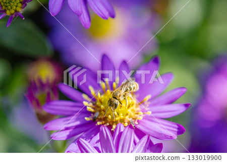 Purple chrysanthemums and bees Purple chrysanthemums and bees 133019900