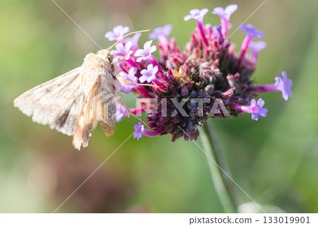 棉鈴蟲正在吸食馬鞭草花的花蜜 棉鈴蟲正在吸食馬鞭草花的花蜜 133019901