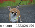 Chihuahuas and Higanbana 133020159