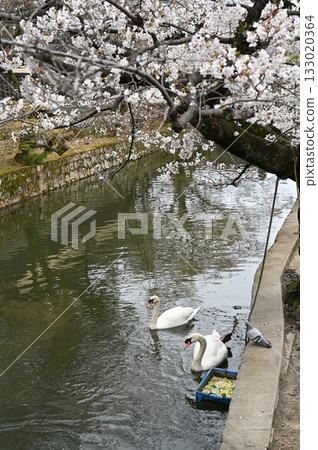 倉敷美觀館歷史街區的天鵝，櫻花盛開。 133020364