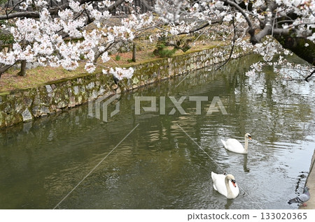 倉敷美觀館歷史街區的天鵝，櫻花盛開。 133020365